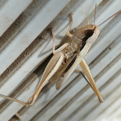 Euchorthippus elegantulus