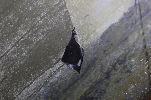 Formosan Woolly Horseshoe Bat