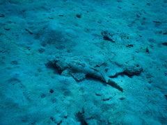 Platycephalidae