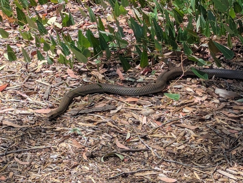 Eastern Brown Snake sighting