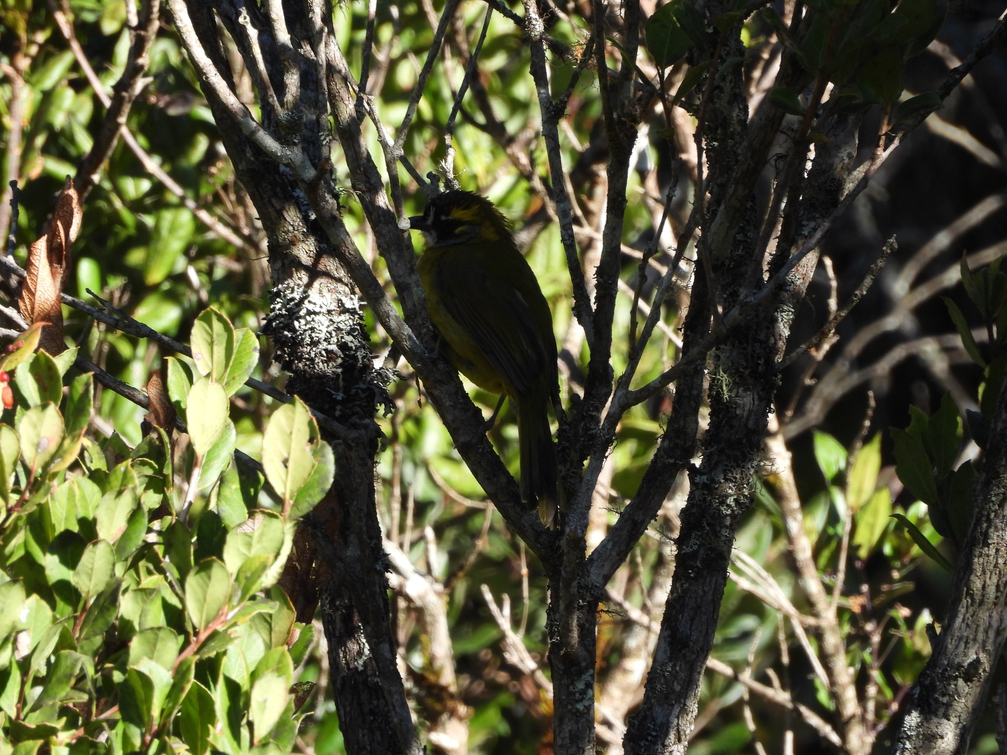 Yellow-eared Bulbul illustration