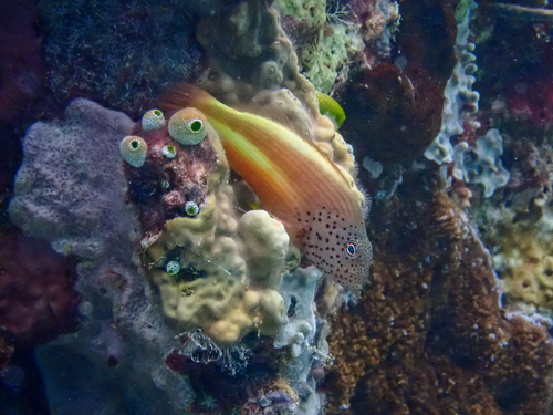 Paracirrhites forsteri