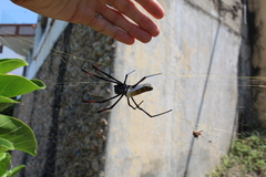 Trichonephila inaurata madagascariensis