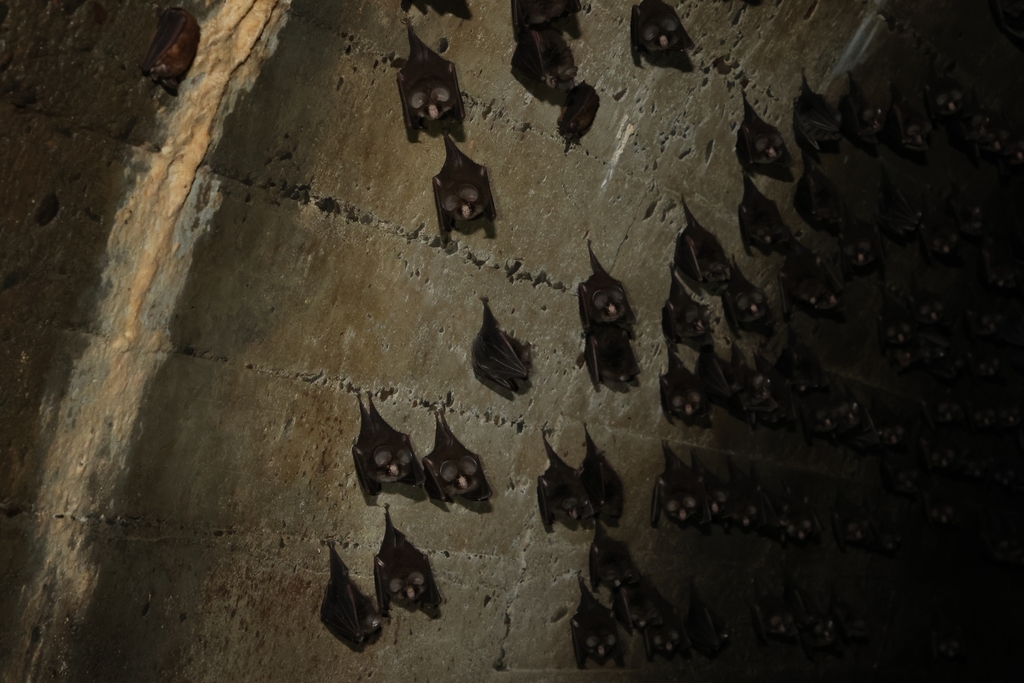 Tail-less Leaf-nosed Bat