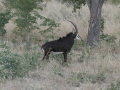 Hippotragus niger niger
