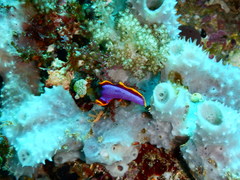 Pseudoceros ferrugineus