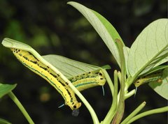 Macroglossum passalus