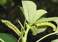Macroglossum passalus