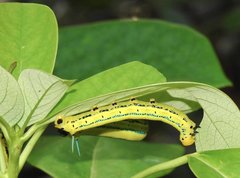 Macroglossum passalus