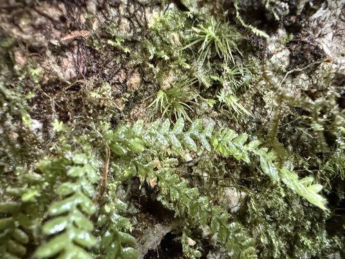 Calymmodon gracilis observed 2025-03-02