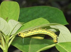 Macroglossum passalus