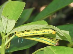 Macroglossum passalus