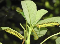 Macroglossum passalus