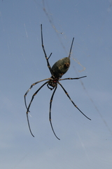 Nephila vitiana