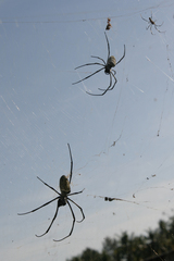 Nephila vitiana