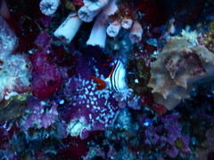 Nembrotha