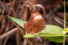 Abisara saturata kausambioides