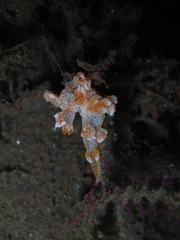 Bornella stellifera