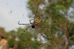 Nephila vitiana