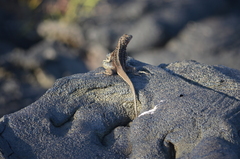 Microlophus bivittatus