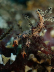 Cabangus regius