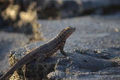 Microlophus bivittatus