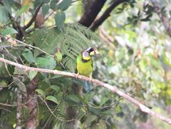 Psilopogon pyrolophus