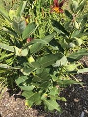 Asclepias syriaca