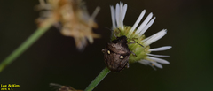 Eysarcoris