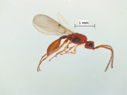 Diphoropria observed 2025-02-20