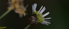 Eysarcoris