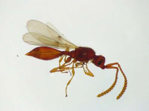 Diphoropria observed 2025-02-20