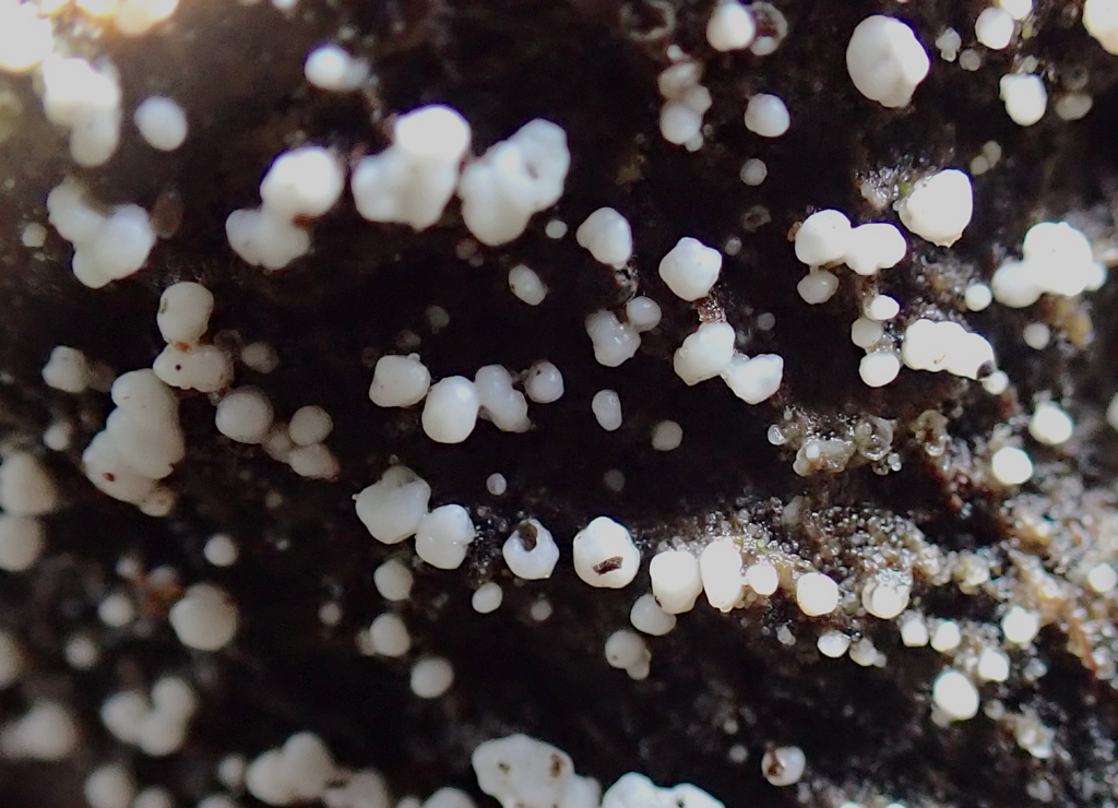 Tulasnella sp. 'CA01'