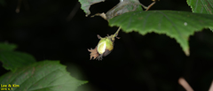 Corylus heterophylla