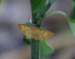 Psara