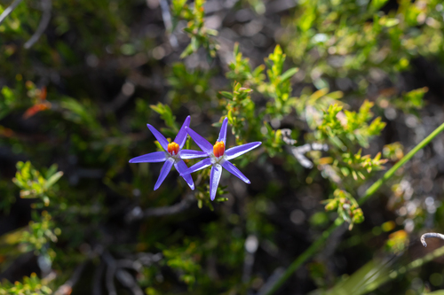 Calectasia gracilis (Calectasia gracilis)