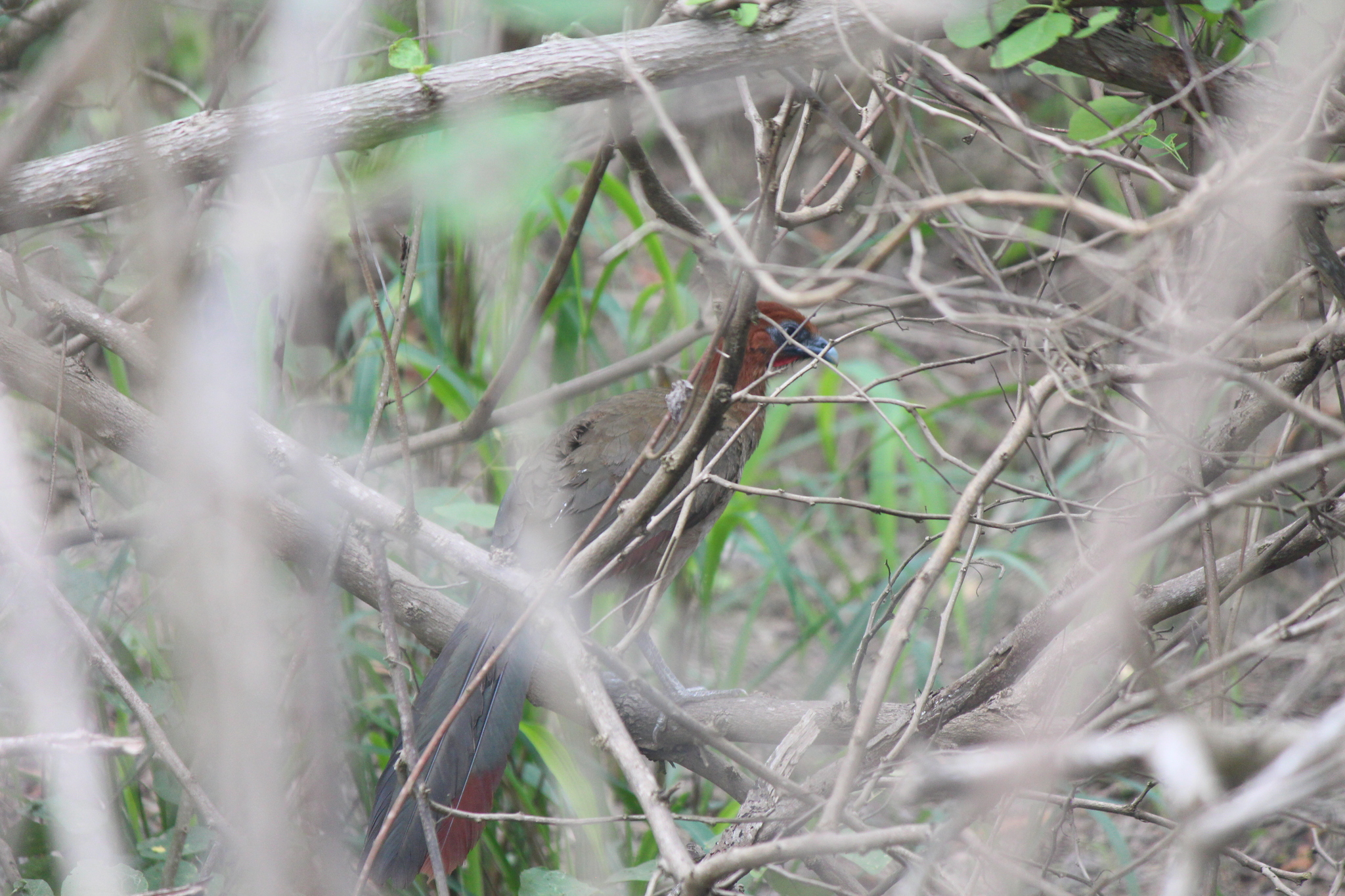 Rufous-headed Chachalaca illustration