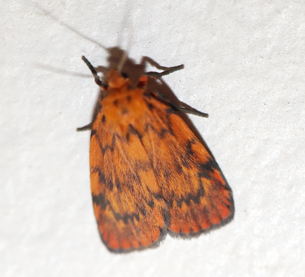 Cyme structa from Witta QLD 4552, Australia on March 4, 2025 at 10:15 ...