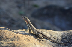 Microlophus barringtonensis