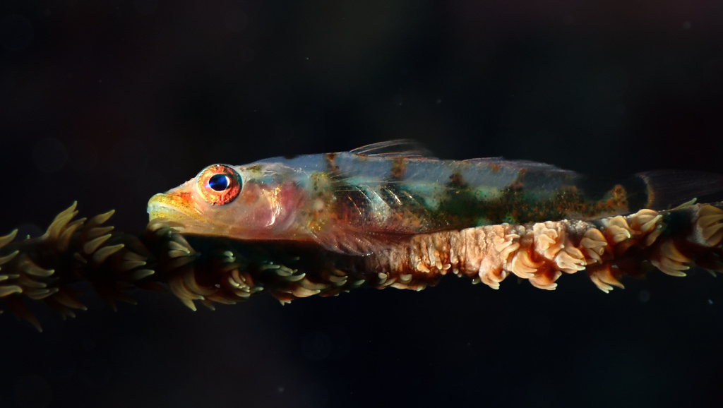 Sea-whip Goby