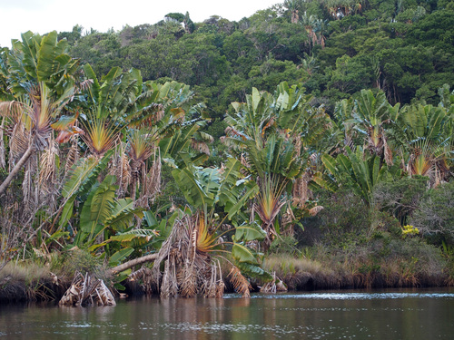 Traveller's Palm