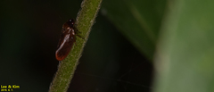 Eoscarta assimilis