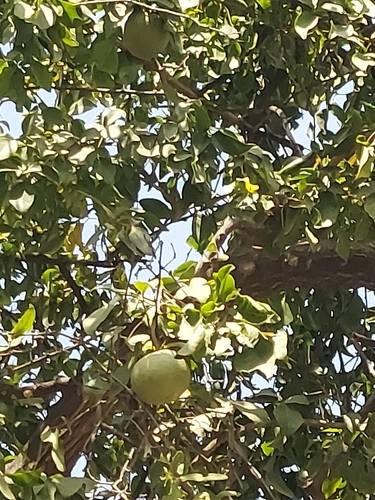 Image of Aegle marmelos by (c) Raja Sekhar Chimirala, some rights reserved (CC BY)