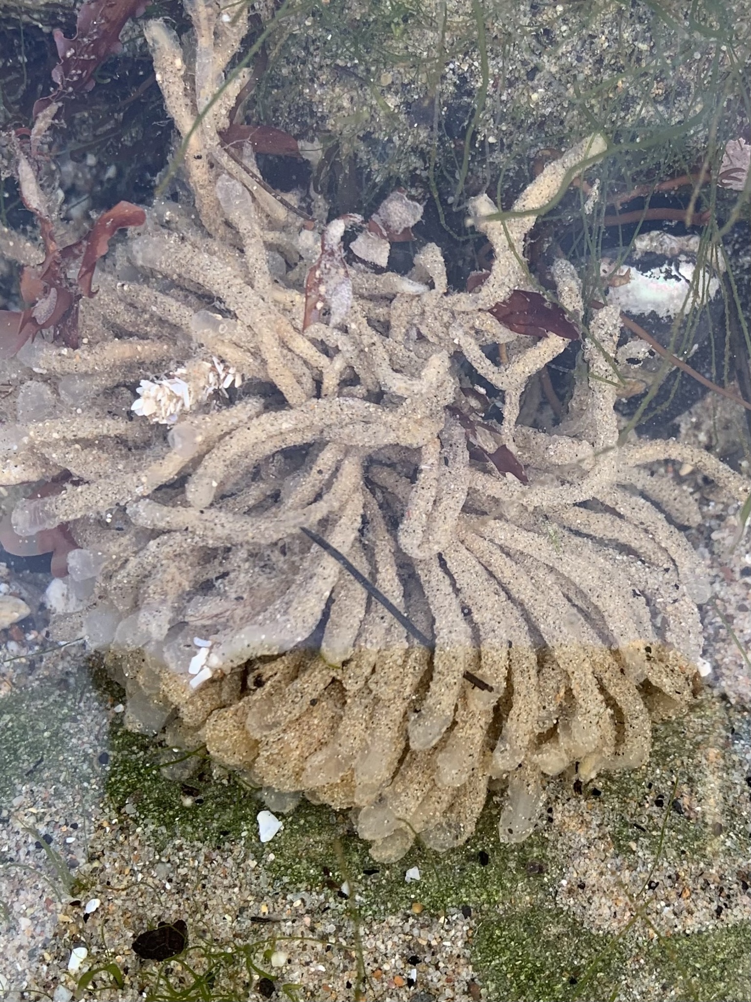 Euherdmania claviformis (Ritter, 1903)