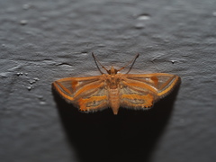 Eoophyla gibbosalis
