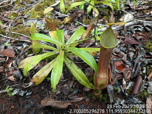Nepenthes reinwardtiana