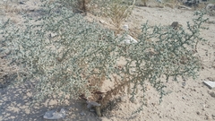 Cornulaca aucheri