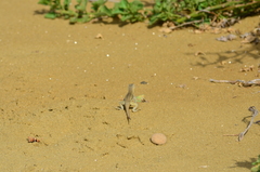 Microlophus bivittatus