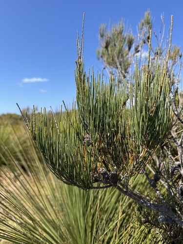 Allocasuarina monilifera, photograph 1
