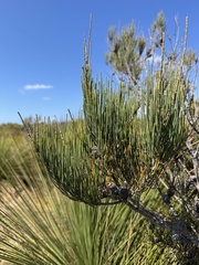 (c) Caleb Catto, some rights reserved (CC BY) Allocasuarina monilifera, photograph (c) Caleb Catto, some rights reserved (CC BY)